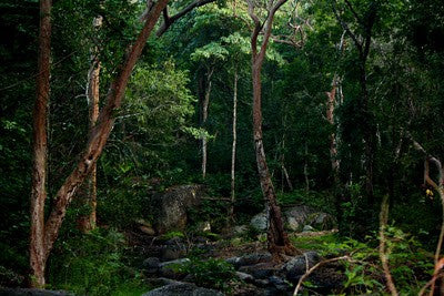 About Baisipalli Wildlife Sanctuary | Odisha Wildlife
