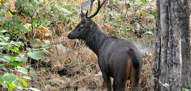 About Baisipalli Wildlife Sanctuary | Odisha Wildlife