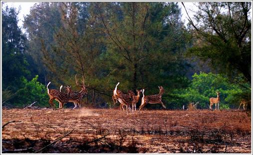 Balukhand-Konark Wildlife Sanctuary